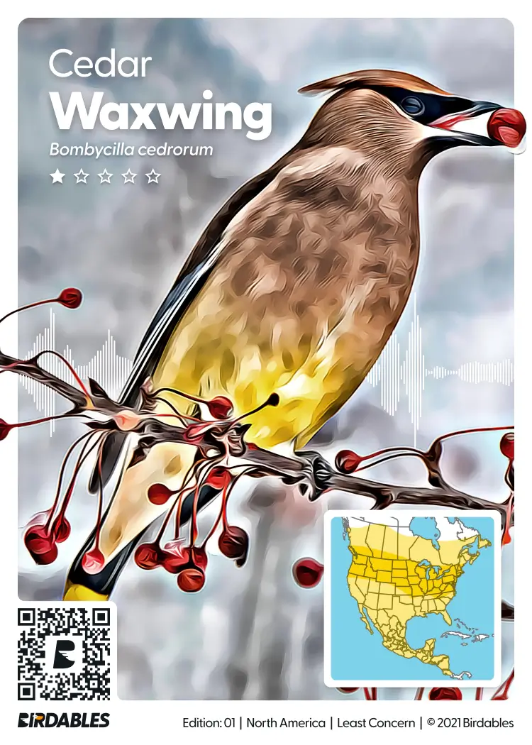 Cedar Waxwing card