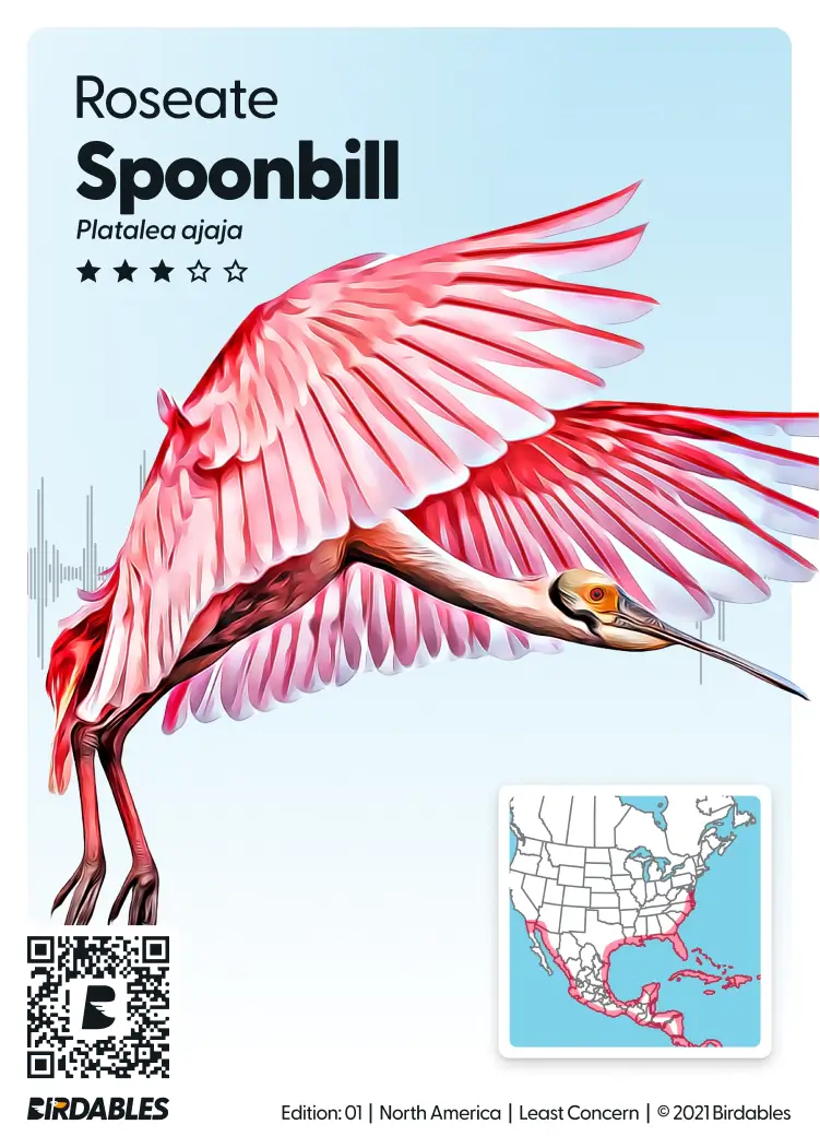 Roseate Spoonbill card