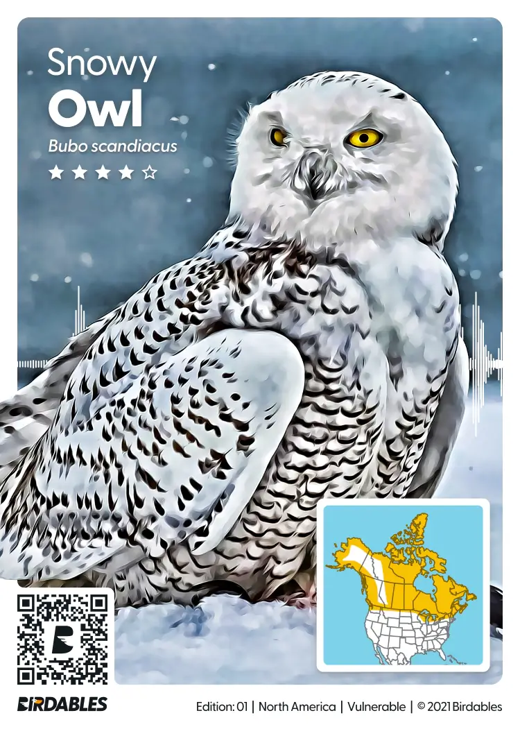 Snowy Owl card