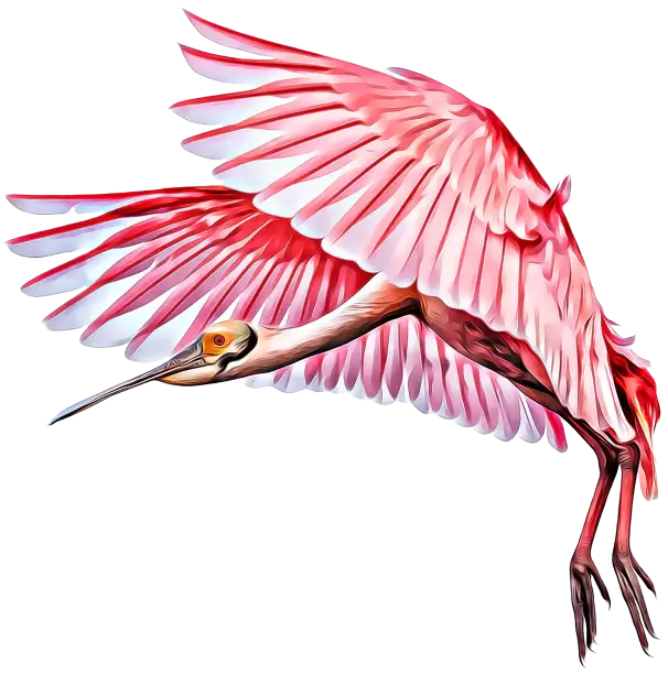 Roseate Spoonbill